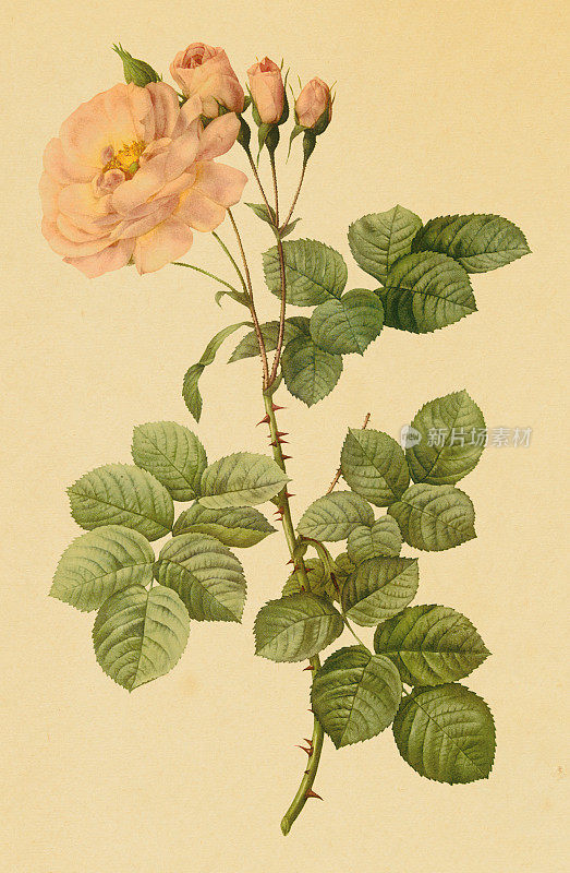 玫瑰|古董花卉插图
